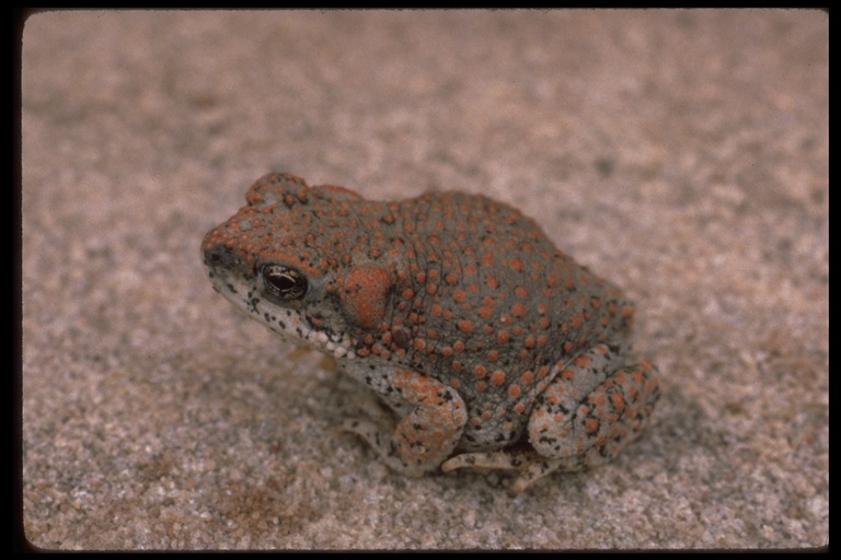 Plancia ëd Anaxyrus punctatus (Baird & Girard 1852)