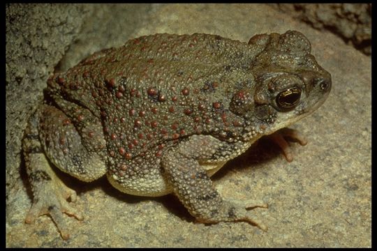 Plancia ëd Anaxyrus punctatus (Baird & Girard 1852)