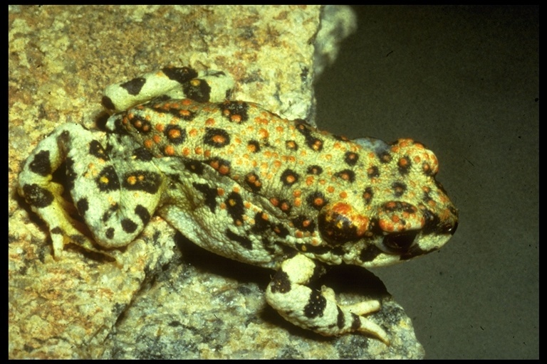 Plancia ëd Anaxyrus punctatus (Baird & Girard 1852)