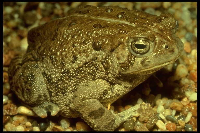 Image of Woodhouse's Toad