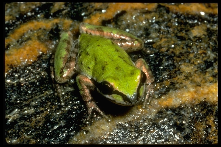 Image of Northern Pacific Treefrog