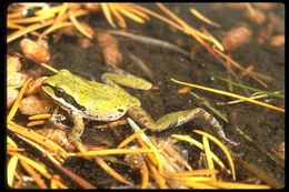 Image of Northern Pacific Treefrog