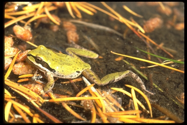 Image of Northern Pacific Treefrog