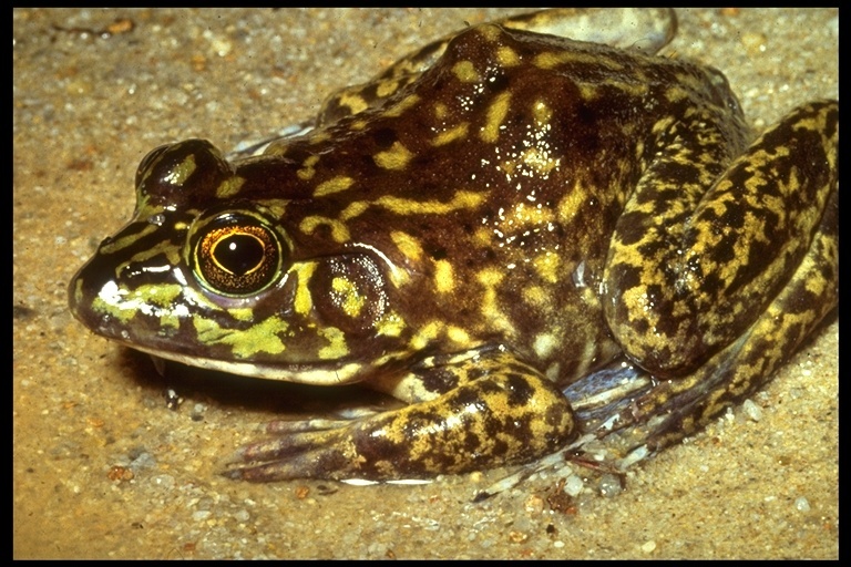 Image of American Bullfrog