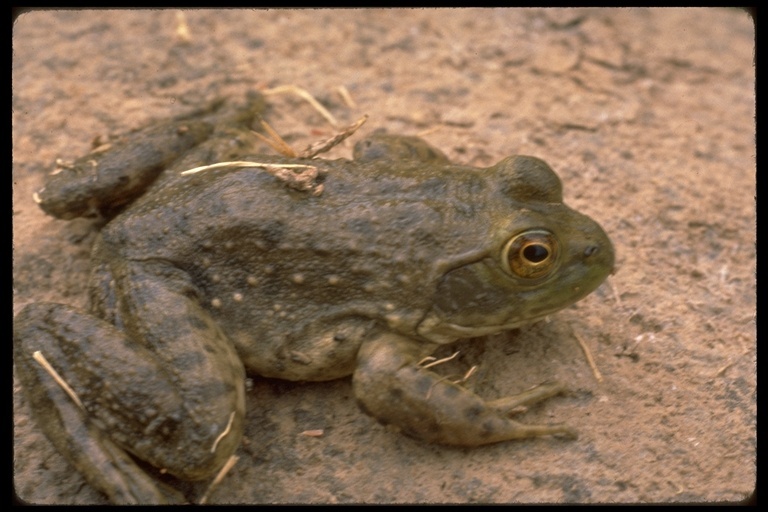 Image of American Bullfrog