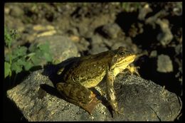 Image of Columbia Spotted Frog