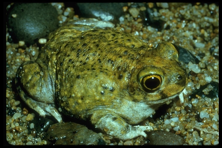 Image of Couch's Spadefoot