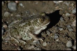 Image of Western Spadefoot Toad