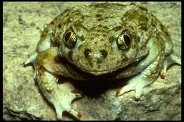 Image of Western Spadefoot Toad