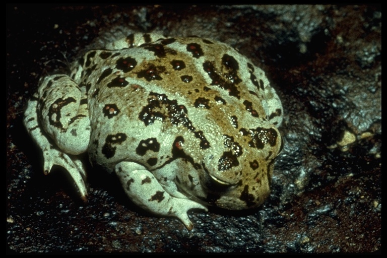 Image of Great Basin Spadefoot