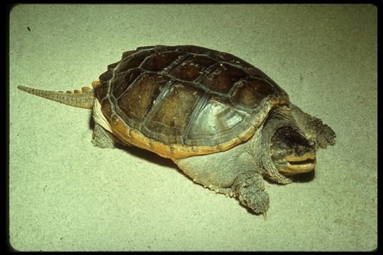 Image of Common Snapping Turtle