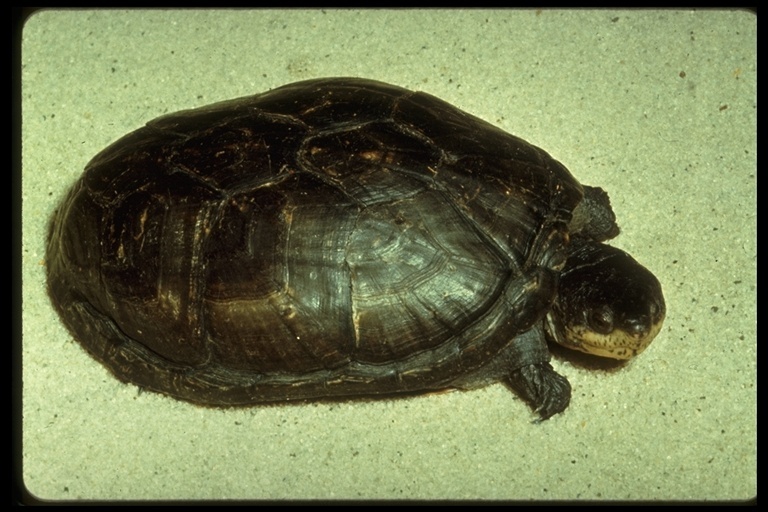 Image of Sonoran mud turtle