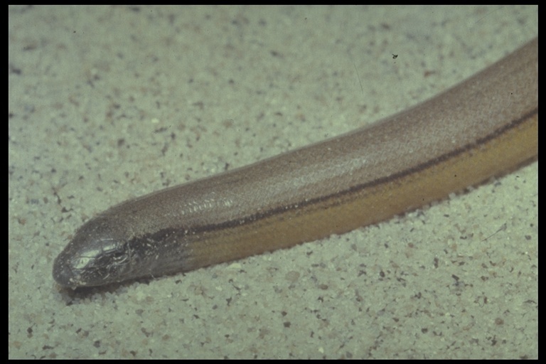 Image of California legless lizard