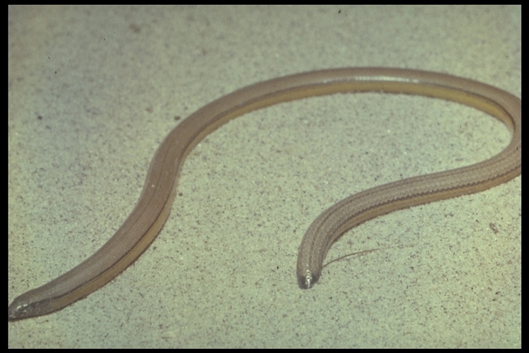 Image of California legless lizard