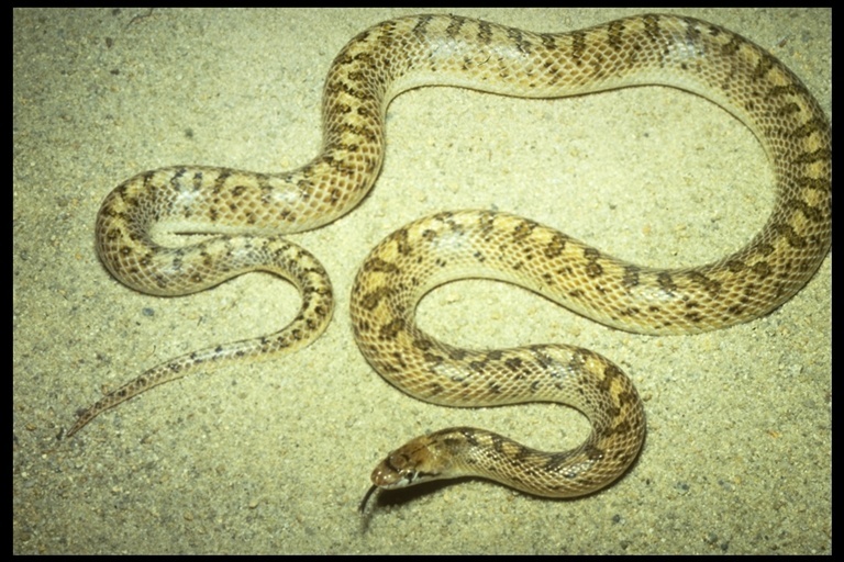 Image of Glossy Snake