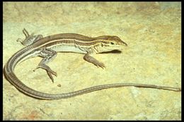 Imagem de <i>Aspidoscelis hyperythra beldingi</i>