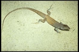 Image of Tiger Whiptail