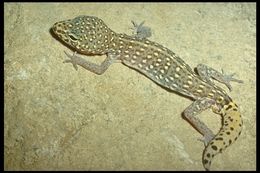 Image of Switak’s Banded Gecko