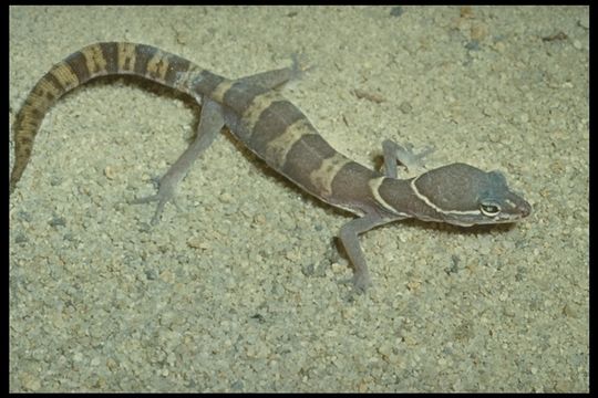 Image of Western Banded Gecko