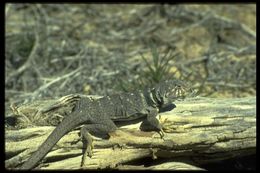 Image de Crotaphytus insularis Van Denburgh & Slevin 1921