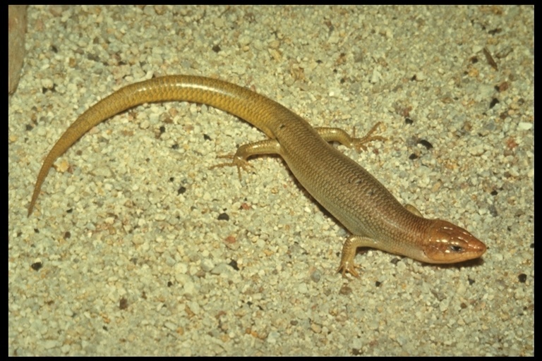 Image of Gilbert's Skink