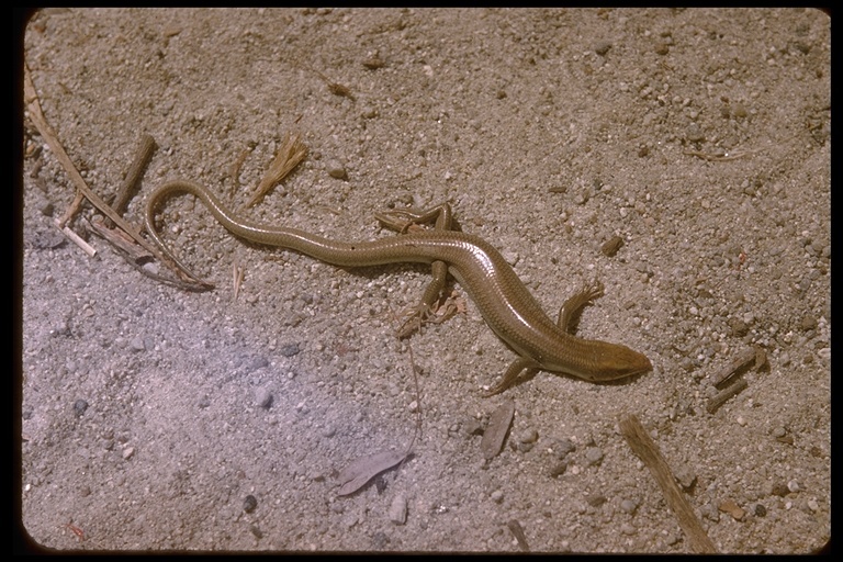 Image of Gilbert's Skink