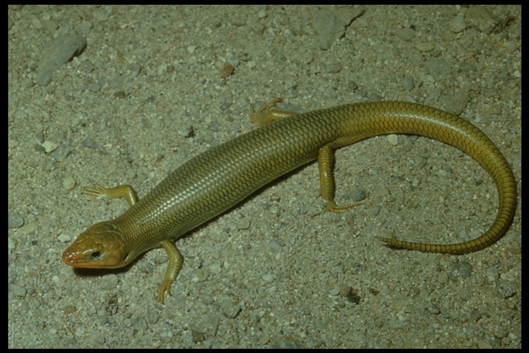 Image of Gilbert's Skink