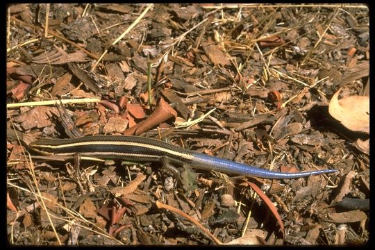 Plestiodon skiltonianus Baird & Girard 1852 resmi