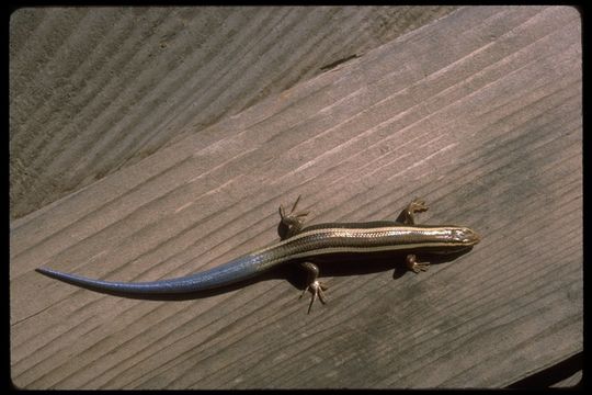 Imagem de Plestiodon skiltonianus skiltonianus Baird & Girard 1852