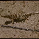 Image of Long-nosed Leopard Lizard