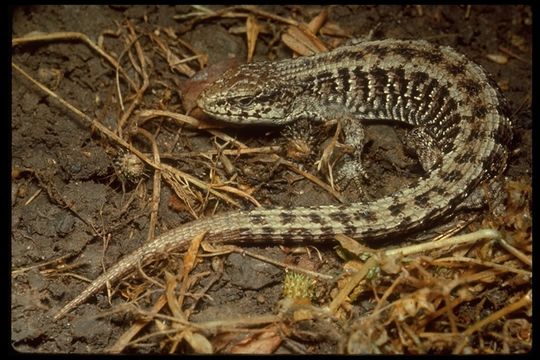 Image of Elgaria coerulea coerulea (Wiegmann 1828)