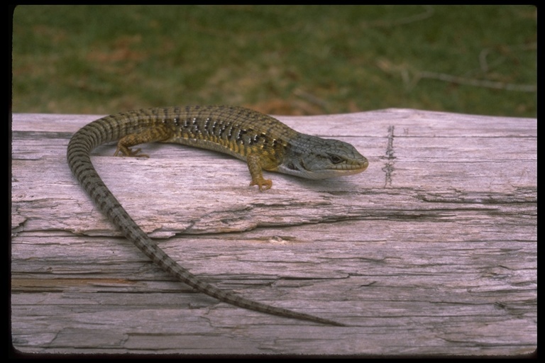 Image of Elgaria coerulea shastensis (Fitch 1934)