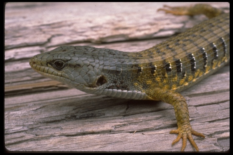 northern alligator lizard