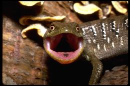 Image of Southern Alligator Lizard