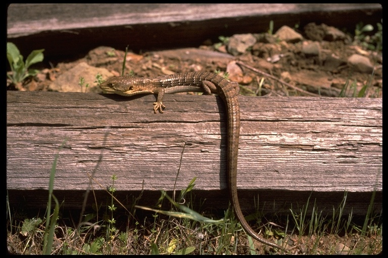 Image of Elgaria multicarinata multicarinata (Blainville 1835)