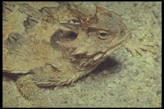 Image of Blainville Horned Lizard