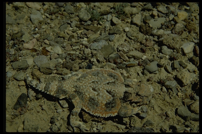 Image of Desert Horned Lizard