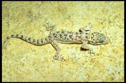 Image of Peninsula Leaf-toed Gecko