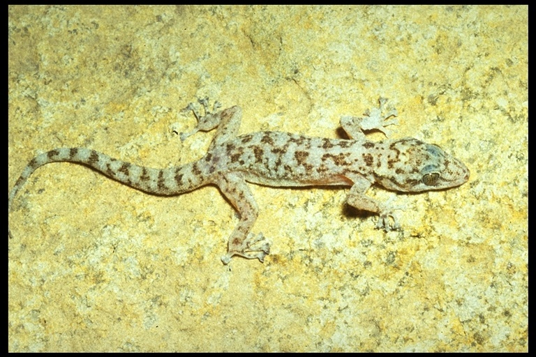 Image de Phyllodactylus nocticolus Dixon 1964