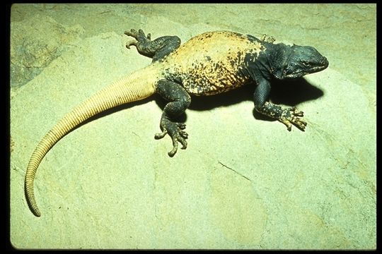 Image of Common Chuckwalla