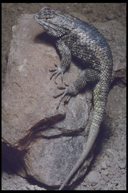 Image of Desert Spiny Lizard