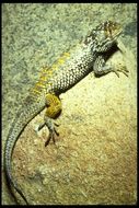 Image of Desert Spiny Lizard