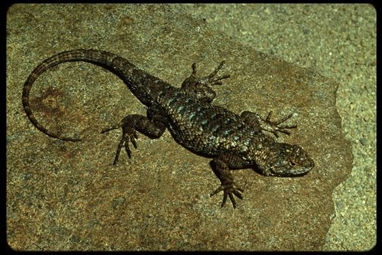 Image of Coast Range Fence Lizard