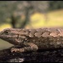 Image of Sceloporus occidentalis occidentalis Baird & Girard 1852