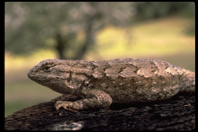 Sivun Sceloporus occidentalis occidentalis Baird & Girard 1852 kuva