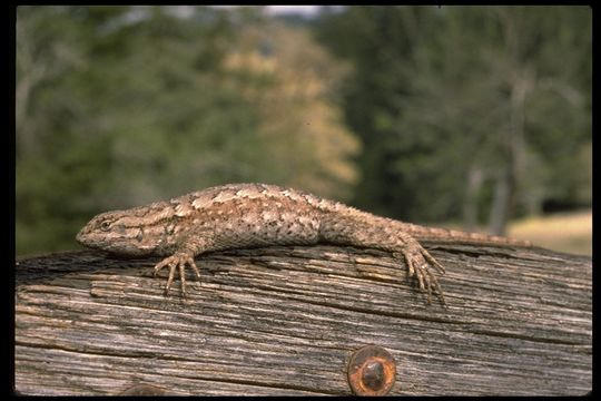 Image of Sceloporus occidentalis occidentalis Baird & Girard 1852