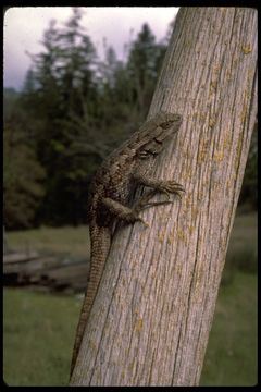 Image of Sceloporus occidentalis occidentalis Baird & Girard 1852