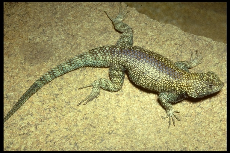 Image of Granite Spiny Lizard