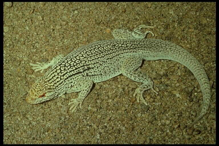 Image of Coachella Valley Fringe-toed Lizard