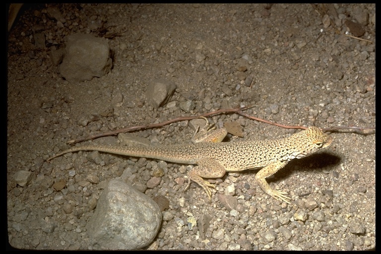 Image of Mojave Fringe-toed Lizard